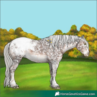 Horse Color:White Spotted Liver Chestnut Mushroom Sabino Appaloosa