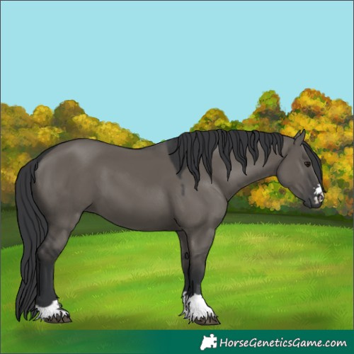 Horse Color:Grullo 