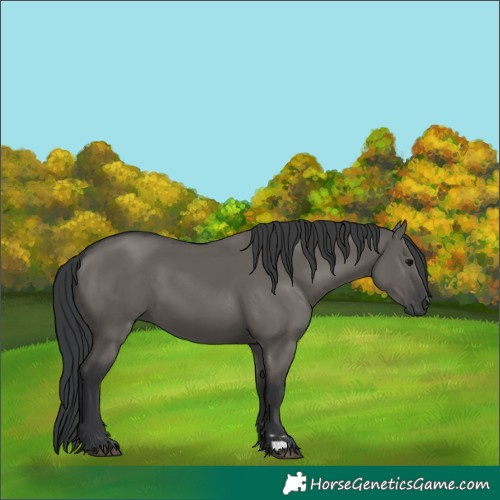 Horse Color:Grullo