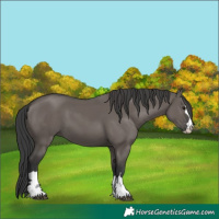 Horse Color:Grullo 