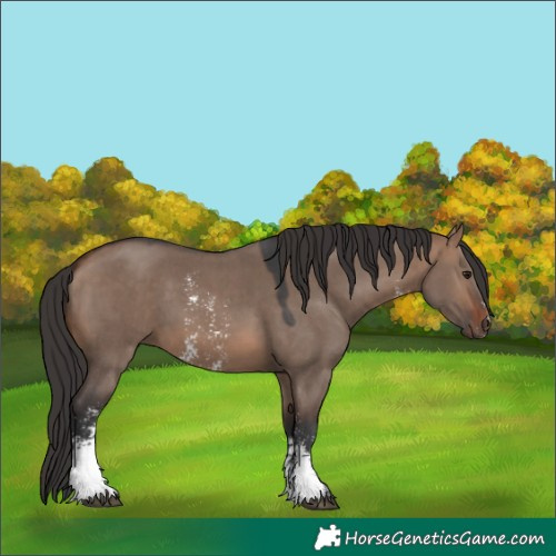 Horse Color:Brown Dun Sabino 