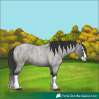 Horse Color:Grullo Roan Splash 
