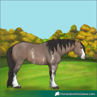 Horse Color:Brown Dun Sabino