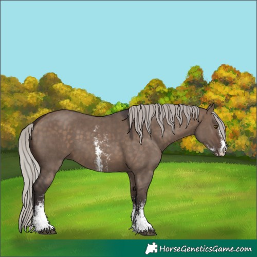 Horse Color:Silver Brown Dun Sabino 
