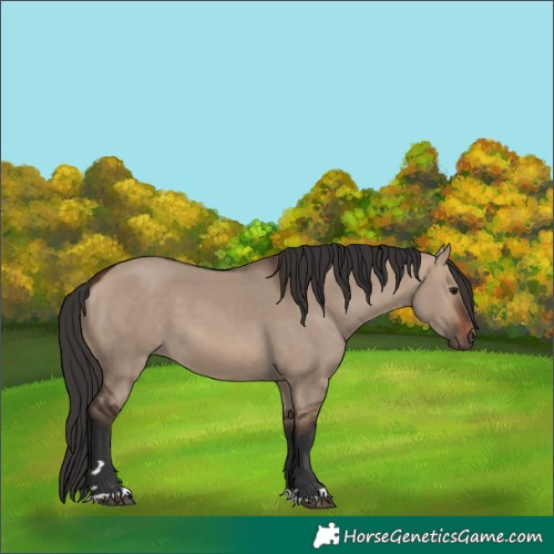 Horse Color:Brown Dun 