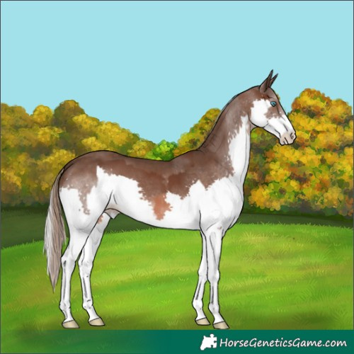 Horse Color:Liver Chestnut Splash  and Liver Chestnut Mushroom Splash 