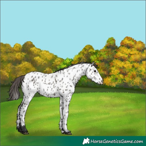 Horse Color:Grullo Appaloosa 
