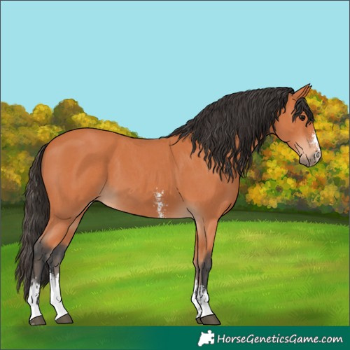 Horse Color:Bay Sabino
