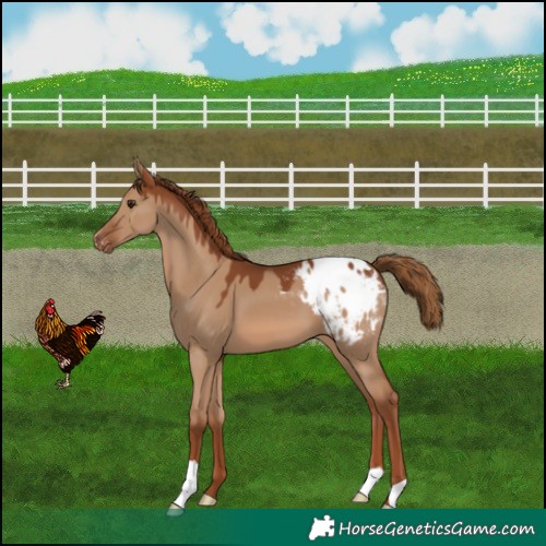 Horse Color:Red Dun Blanket 