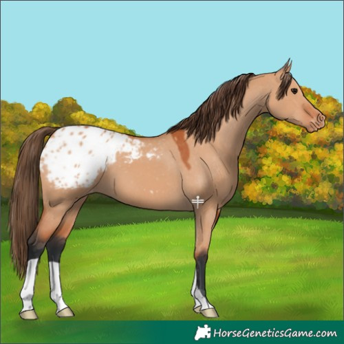 Horse Color:Bay Dun Blanket 