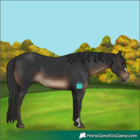Horse Color:Brown Sabino 