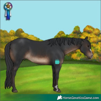 Horse Color:Brown Sabino