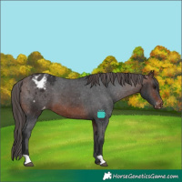 Horse Color:Brown Appaloosa