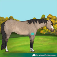 Horse Color:Brown Dun 