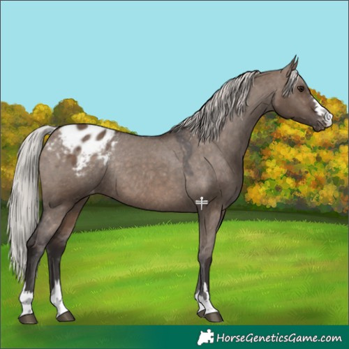 Horse Color:Silver Brown Dun Appaloosa Rabicano 