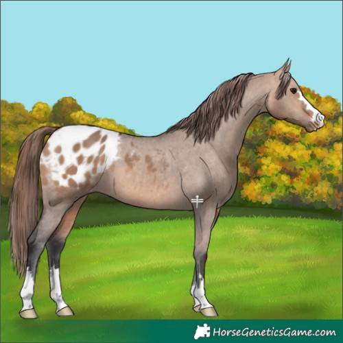 Horse Color:Bay Dun Appaloosa 