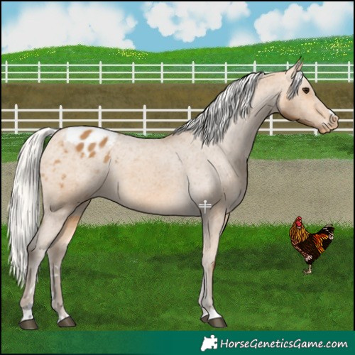 Horse Color:Silver Buckskin Blanket 