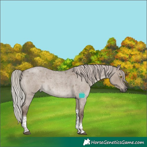 Horse Color:Silver Grullo Roan Tobiano Rabicano
