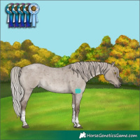 Horse Color:Silver Grullo Roan Tobiano Rabicano
