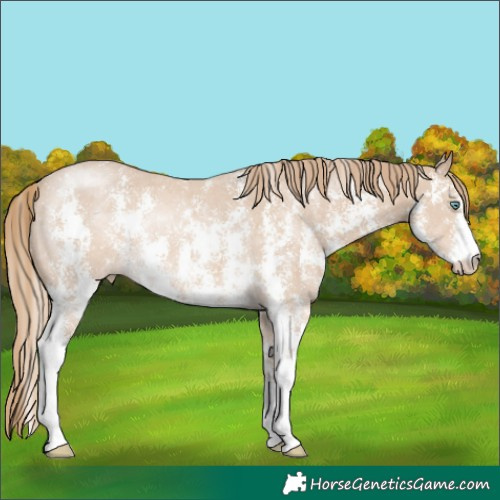 Horse Color:Smoky Creme Sabino Rabicano