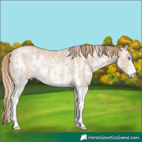 Horse Color:Smoky Creme Sabino Rabicano 