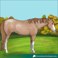 Horse Color:White Spotted Black Pearl Rabicano 