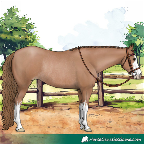 Horse Color:White Spotted Black Pearl Rabicano 