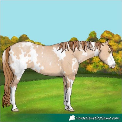 Horse Color:White Spotted Brown Pearl Dun 