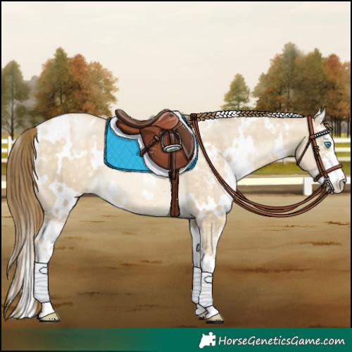 Horse Color:White Spotted Buckskin Pearl Dun Sabino Rabicano 