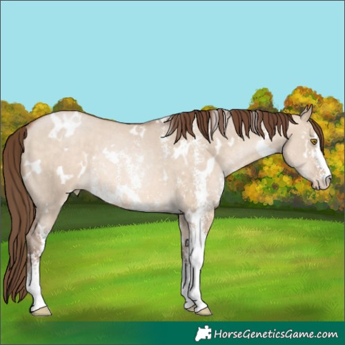 Horse Color:White Spotted Brown Pearl Dun Sabino Rabicano 