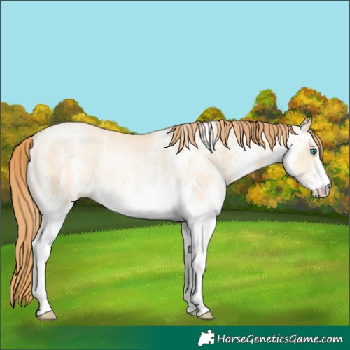Horse Color:White Spotted Smoky Grullo Pearl Rabicano