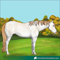 Horse Color:White Spotted Smoky Grullo Pearl Rabicano 