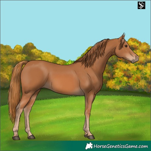 Horse Color:Chestnut 