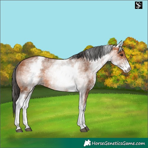 Horse Color:White Spotted Bay 