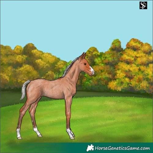 Horse Color:Silver Bay Roan Rabicano