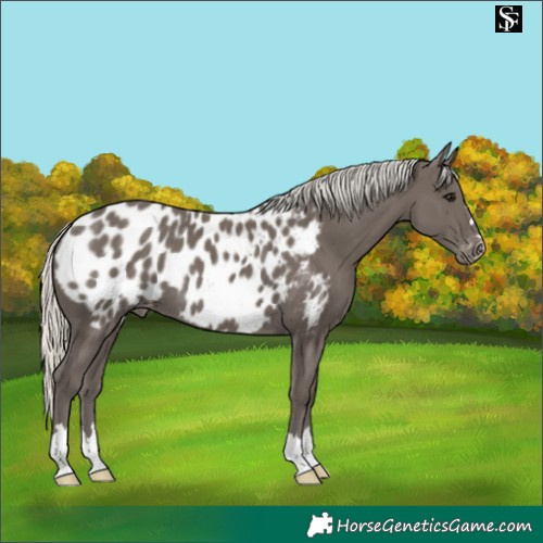 Horse Color:Silver Smoky Black Appaloosa 