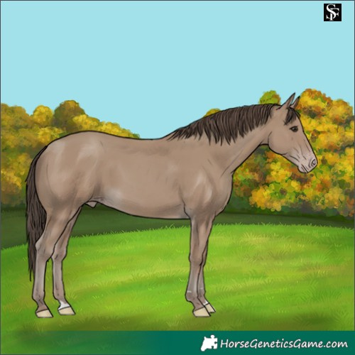 Horse Color:Classic Champagne 