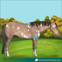 Horse Color:White Spotted Sable Champagne Tobiano
