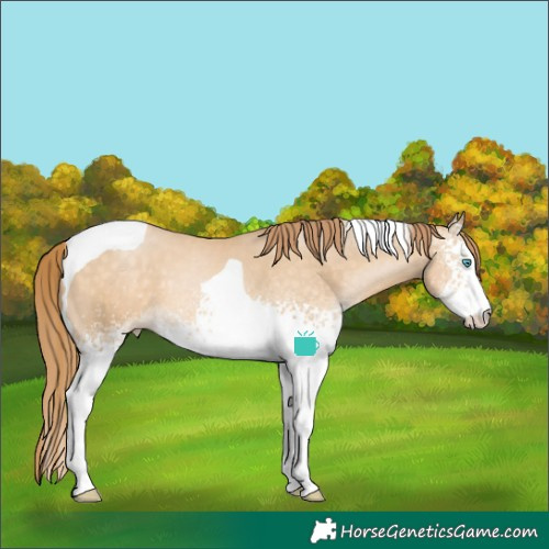Horse Color:White Spotted Buckskin Pearl Tobiano