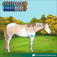 Horse Color:White Spotted Buckskin Pearl Tobiano 