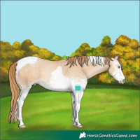 Horse Color:White Spotted Buckskin Pearl Tobiano 