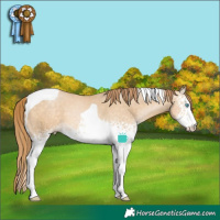 Horse Color:White Spotted Buckskin Pearl Tobiano