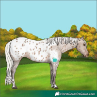 Horse Color:White Spotted Silver Brown Dun Appaloosa Rabicano 