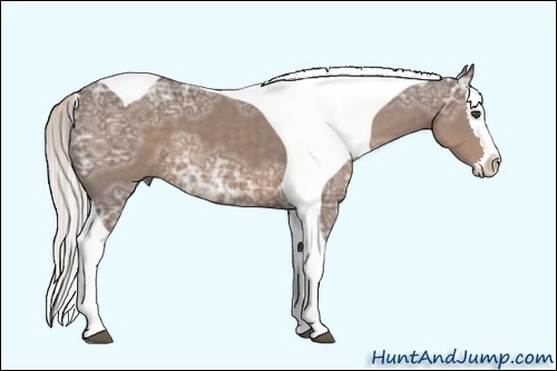 Horse Color:Silver Black Ice Splash Tobiano