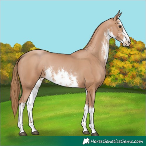 Horse Color:White Spotted Chocolate Black Pearl 