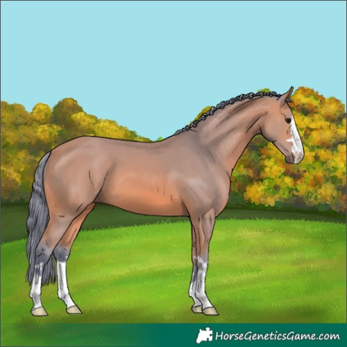 Horse Color:Watercolor Bay 