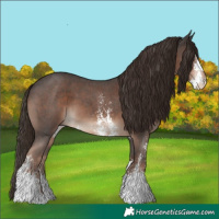 Horse Color:Liver Chestnut Sabino 