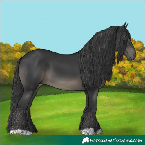 Horse Color:Black 