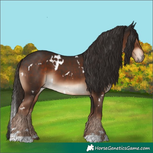 Horse Color:White Spotted Liver Chestnut