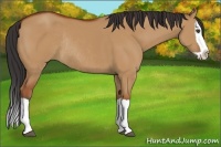 Horse Color:Bay Dun Splash Rabicano